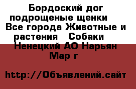 Бордоский дог подрощеные щенки.  - Все города Животные и растения » Собаки   . Ненецкий АО,Нарьян-Мар г.